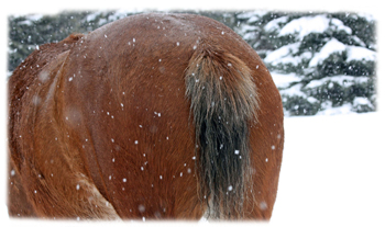 Horse Behind Greeting Card