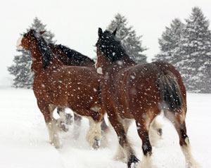 Horse Print