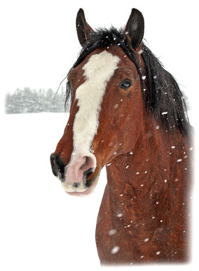 Horse Greeting Card