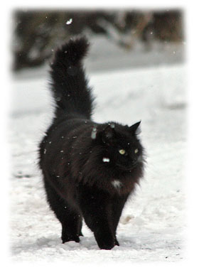 Cat Greeting Card
