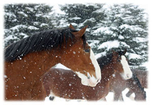 Hasty Note ... animals