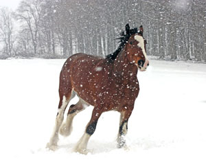 Matted Prints . . . Horses