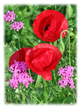 Spring, Summer and Fall Hasty Note