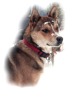 Dog Greeting Card