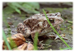 Hasty Note ... animals
