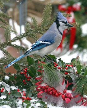 Matted Print . . . Christmas