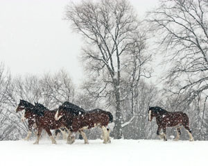 Matted Prints . . . Horses