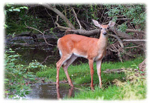 Hasty Note ... animals
