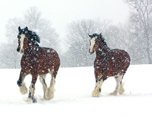 Matted Prints . . . Horses