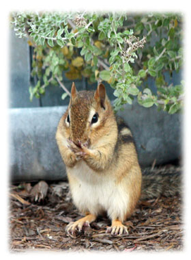 Chipmunk not talking Greeting Card
