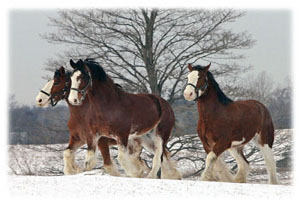 Hasty Note ... animals