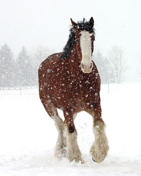 Matted Prints . . . Horses