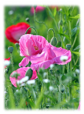 Hasty Note . . . Spring, Summer and Fall