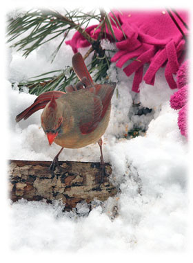 Robbin Greeting Card