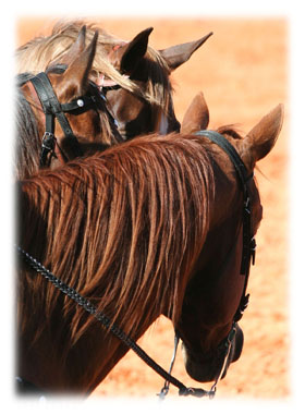 Horses Talking Greeting Card