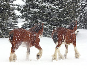 Matted Prints . . . Horses