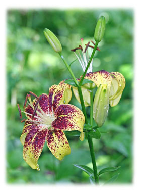 Hasty Note . . .  Spring, Summer and Fall