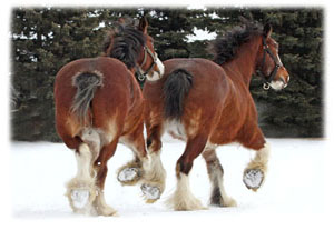Hasty Note ... animals