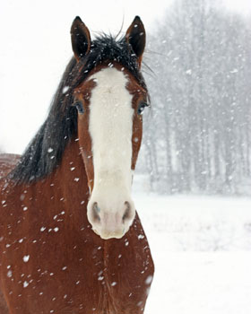Matted Prints . . . Horses