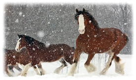 Horses Greeting Card
