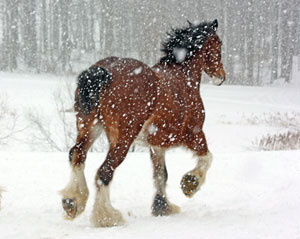 Horse Print