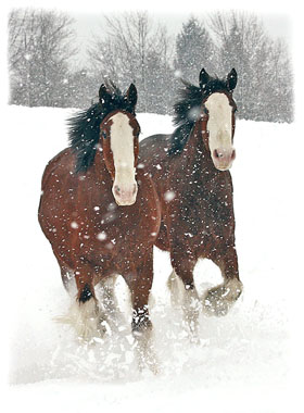 Two Horses Running Greeting Card