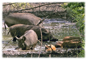 Hasty Note ... animals