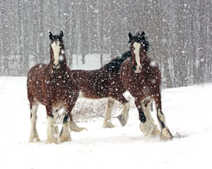 Matted Prints . . . Horses