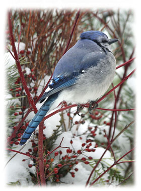 Blue Jay Greeting Card