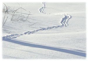 Hasty Note . . . Winter