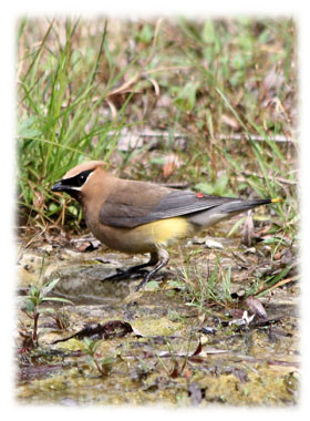 Special Bird Greeting Card