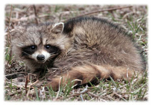 Hasty Note ... animals
