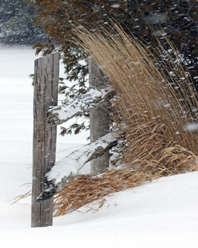 Matted Prints  . . . Winter
