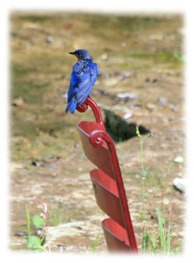 A blue bird sitting on red chair Greeting Card