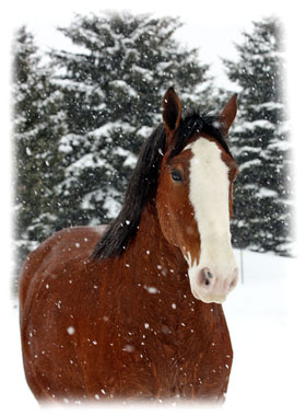 My Favorite Horse Greeting Card