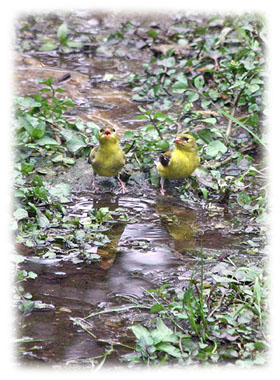 Two Birds Chirping  Greeting Card