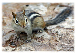 Hasty Note ... animals