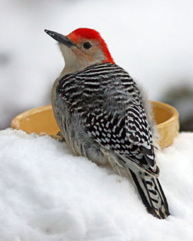 Matted Prints  . . . Winter