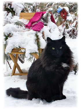 Big Cat Greeting Card