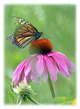Hasty Note . . . Spring, Summer and Fall