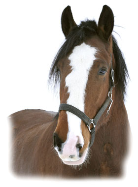 Mr. Horse Greeting Card
