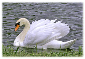 Hasty Note ... animals
