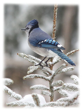 Blue jay in tree  ... Greeting Card