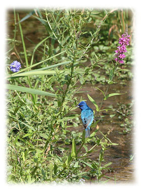That special blue bird ... Greeting Card