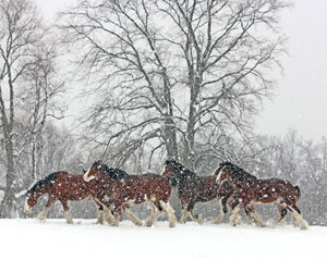 Horse Print