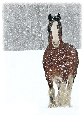 A horse in a snow storm ... Greeting Card
