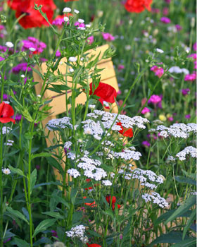 Prints . . . Spring, Summer and Fall