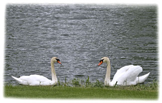 Two Swans ... Greeting Card