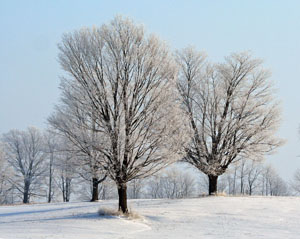 Matted Prints  . . . Winter