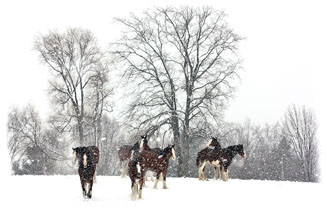 A field of horses ... Greeting Card